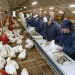 🐔 Poultry Keeper Opportunity in Canada – Earn $50/Hour!
