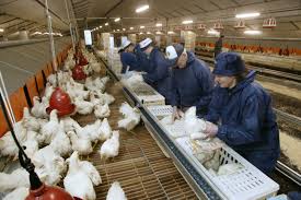 🐔 Poultry Keeper Opportunity in Canada – Earn $50/Hour!
