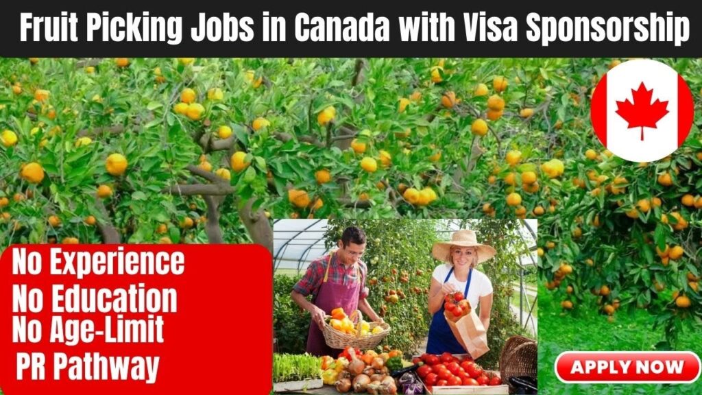 Fruit Picker Jobs in Canada – Earn Up to $40/Hour + Free Accommodation!