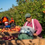Canada Hiring 700 Workers for Apple Fruit Picking Jobs – $45,000 annually+ Free Visa
