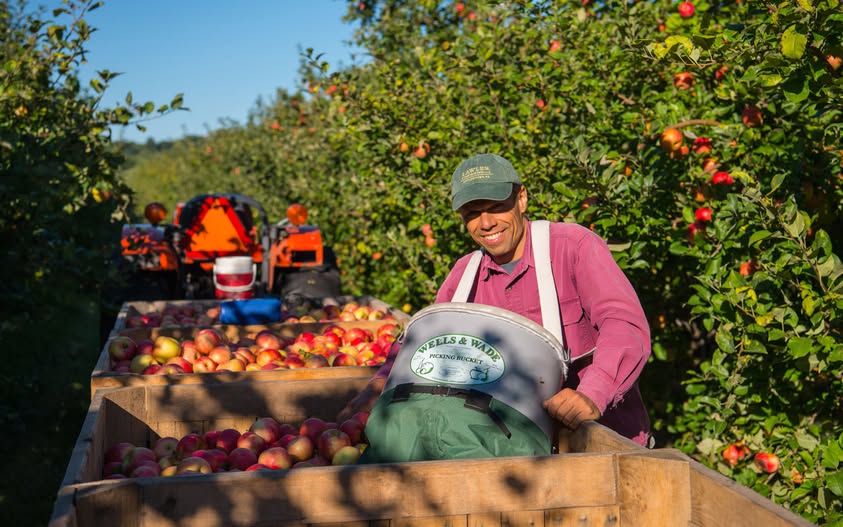 Canada Hiring 700 Workers for Apple Fruit Picking Jobs – $45,000 annually+ Free Visa